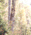 Overhead Canopy
