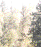 Overhead Canopy