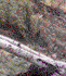 Riparian Zone