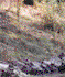Riparian Zone