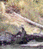 Riparian Zone