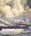 Riparian Zone