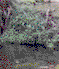 Large Woody Debris