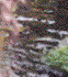 Stream Bed