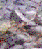 Stream Bank